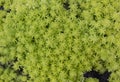 Natural background of small Sedum lineare, carpet sedum, or needle stonecrop. Succulents plants.