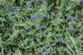 Natural background of spring flowers, blue myosotis in green grass, celective focus Royalty Free Stock Photo