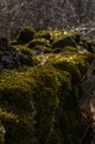 Natural background with stone and moss