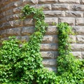 Natural background. A stone wall with green plants. Plants on the old wall Royalty Free Stock Photo