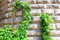 Natural background. A stone wall with green plants. Plants on the old wall Royalty Free Stock Photo