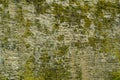 Natural background of the stone wall. Rustic texture, the sprout Royalty Free Stock Photo