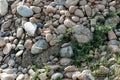 Natural background of stones, pieces of clay and green grass, illuminated by the sun Royalty Free Stock Photo