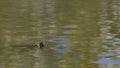 natural background, stream on turbid green with a turtle head sticking out.