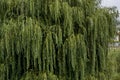 Natural background from summer gteen foliage of weepy willow tree in town Delchevo, Macedonia