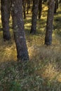 Natural background of sun lit grasses