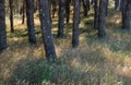 Natural background of sun lit grasses