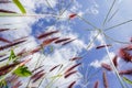 Reeds against the background of a bright blue sky Royalty Free Stock Photo