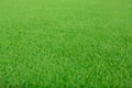 Natural background and texture. Artificial evergreen lawn grass. Side view. Artificial turf