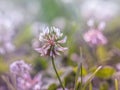 Natural background, texture. Clover flower in a clearing. Macro. Habitat.