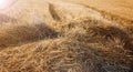 Natural background texture of mowed wheat hay on a field in the rays of a sunset background. Agriculture concept, harvesting, Royalty Free Stock Photo