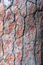 Natural background and texture from pine bark. Macrophoto.
