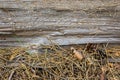 Natural background texture of pine which sprinkled with needles