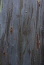 Natural Background Texture of Rainbow Eucalyptus Bark Royalty Free Stock Photo