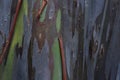 Natural Background Texture of Rainbow Eucalyptus Bark Royalty Free Stock Photo