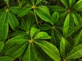 Natural background, texture and shades of green kapok leaves, tropical plants Royalty Free Stock Photo