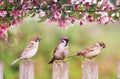 Natural background with three birds sparrows sitting on a wooden fence in a rustic garden surrounded by apple-tree flowers on a Royalty Free Stock Photo