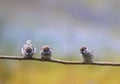 Natural background with three funny little birds, the sparrows and Chicks sitting on a branch in a warm summer garden Royalty Free Stock Photo