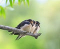 Natural background with three young birds village swallows sit on a branch on a Sunny summer day