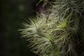 Natural background of Tillandsia plants on a dark background with natural light.