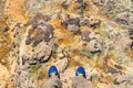 Natural background - top view of sandstone surface covered with lichen, a fragment of the bottom of an ancient prehistoric sea