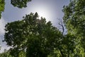 Natural background of tops of fresh spring forest with beautiful branched trees with lots of green leaves and sun