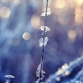 natural background with transparent ice crystals and frost shining and shimmering in the morning sun strung like beads Royalty Free Stock Photo