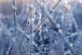 natural background with transparent ice crystals and frost shining and shimmering in the morning sun strung like beads Royalty Free Stock Photo