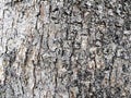 Natural background of tree bark white and black texture