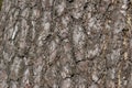 Natural background tree trunk close-up, Pine bark structure. Royalty Free Stock Photo