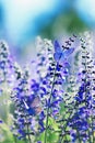 background with two small bright blue butterfly Blues sitting on purple flowers in summer Sunny day on a rural meadow Royalty Free Stock Photo