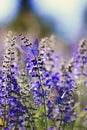 background with two small bright blue butterfly Blues sitting on purple flowers in summer Sunny day on a rural meadow Royalty Free Stock Photo