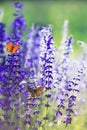 Natural Background With Two Small Bright Orange Butterfly Blues Sitting On Purple Flowers In Summer Sunny Day On A Rural Meadow