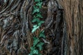 Natural background unique tree bark pattern and green foliage. Royalty Free Stock Photo