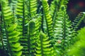 Natural background. Unravelling fern frond closeup. Background blur Royalty Free Stock Photo