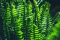 Natural background. Unravelling fern frond closeup. Background blur Royalty Free Stock Photo
