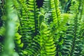 Natural background. Unravelling fern frond closeup. Background blur Royalty Free Stock Photo