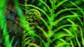 Natural background. Unravelling fern frond closeup. Background blur Royalty Free Stock Photo