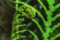 Natural background. Unravelling fern frond closeup. Background blur