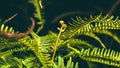 Natural background. Unravelling fern frond closeup. Royalty Free Stock Photo