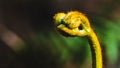 Natural background. Unravelling fern frond closeup. Royalty Free Stock Photo