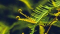 Natural background. Unravelling fern frond closeup.  Thailand Royalty Free Stock Photo