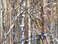 Various tree trunks in dense forest in winter