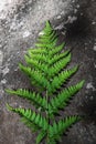 Natural background and wallpaper. Beautiful green fern leaf on gray stone background. Royalty Free Stock Photo