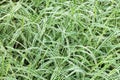 Natural background from wet green blades of Carex Royalty Free Stock Photo