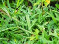 Wet green grass close-up on meadow in rain Royalty Free Stock Photo