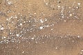 Natural background, wet sand with small seashells Royalty Free Stock Photo