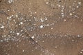 Natural background, wet sand with small seashells Royalty Free Stock Photo