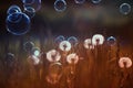 Natural background with white fluffy dandelions and flying light seeds and soap bubbles in the light of a Golden sunset Royalty Free Stock Photo