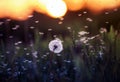 Natural background with white  dandelions and light seeds flying in the light of a Golden sunset Royalty Free Stock Photo